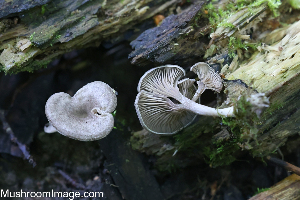  (Entoloma undatum - GAJ.19278)  @11 [ ] by-nc (2024) Henri Koskinen University of Oulu
