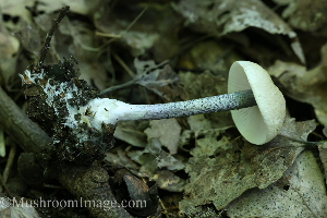  (Entoloma tjallingiorum - GAJ.19279)  @11 [ ] by-nc (2022) Henri Koskinen University of Oulu