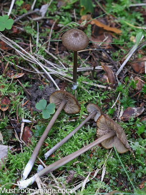  (Entoloma poliopus - GAJ.19280)  @11 [ ] by-nc (2024) Henri Koskinen University of Oulu
