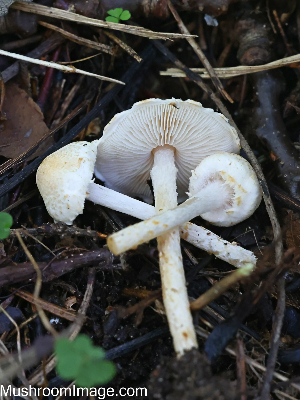  (Lepiota subalba - GAJ.19285)  @11 [ ] by-nc (2024) Henri Koskinen University of Oulu