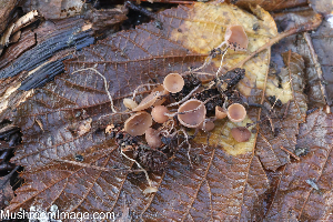  (Sclerotiniaceae - GAJ.19291)  @11 [ ] by-nc (2024) Henri Koskinen University of Oulu
