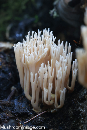  (Ramaria concolor - GAJ.19296)  @11 [ ] by-nc (2023) Henri Koskinen University of Oulu