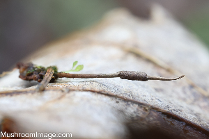  (Ophiocordyceps stylophora - GAJ.19305)  @11 [ ] by-nc (2024) Henri Koskinen University of Oulu