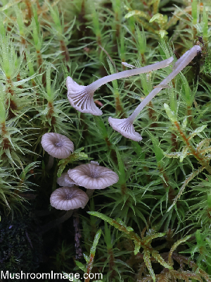  (Entoloma rhodocylix - GAJ.19308)  @11 [ ] by-nc (2023) Henri Koskinen University of Oulu
