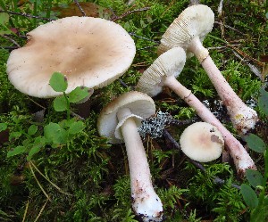  ( - GAJ.19319)  @11 [ ] by-nc (2024) Mikko Veräjänkorpi Unspecified