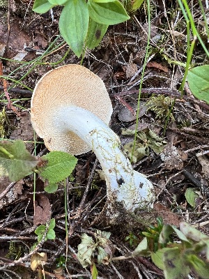  (Hydnum rufescens - GAJ.19352)  @11 [ ] by-nc (2024) Seija Korpinen Unspecified