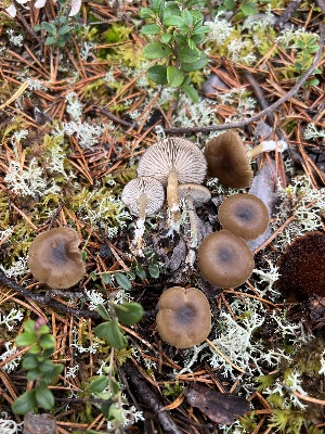  (Entoloma vinaceum - GAJ.19353)  @11 [ ] by-nc (2023) Seija Korpinen Unspecified