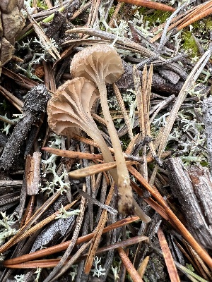  (Entoloma rusticoides - GAJ.19358)  @11 [ ] by-nc (2024) Seija Korpinen Unspecified