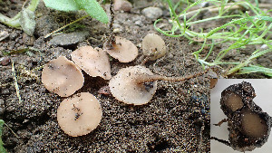  (Sclerotinia sclerotiorum - GAJ.19376)  @11 [ ] by-nc (2022) Stefan Jakobsson Unspecified