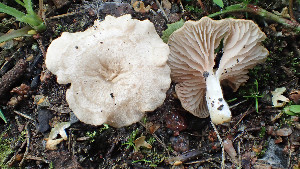  (Entoloma neglectum - GAJ.19378)  @11 [ ] by-nc (2023) Stefan Jakobsson Unspecified