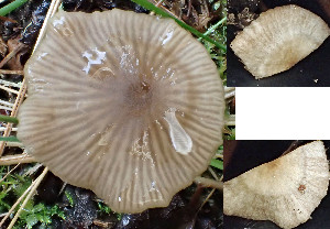  (Entoloma tibiicystidiatum - GAJ.19382)  @11 [ ] by-nc (2020) Stefan Jakobsson Unspecified