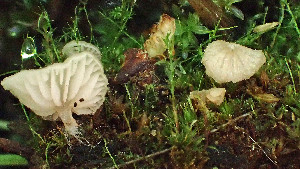  (Entoloma ollare - GAJ.19384)  @11 [ ] by-nc (2024) Stefan Jakobsson Unspecified