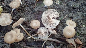  (Entoloma politum - GAJ.19395)  @11 [ ] by-nc (2024) Stefan Jakobsson Unspecified