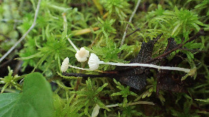  (Hemimycena - GAJ.19401)  @11 [ ] by-nc (2024) Stefan Jakobsson Unspecified
