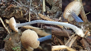  (Entoloma lampropus - GAJ.19402)  @11 [ ] by-nc (2024) Stefan Jakobsson Unspecified