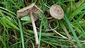  (Entoloma ortonii - GAJ.19404)  @11 [ ] by-nc (2024) Stefan Jakobsson Unspecified