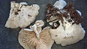  (Entoloma byssisedum - GAJ.19413)  @11 [ ] by-nc (2024) Stefan Jakobsson Unspecified