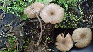  (Entoloma paludicola - GAJ.19418)  @11 [ ] by-nc (2020) Stefan Jakobsson Unspecified