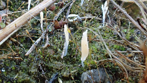 (Multiclavula vernalis - GAJ.19422)  @11 [ ] by-nc (2024) Stefan Jakobsson Unspecified