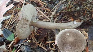  (Entoloma jubatum - GAJ.19428)  @11 [ ] by-nc (2021) Stefan Jakobsson Unspecified