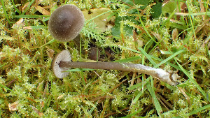  (Entoloma juncinum - GAJ.19435)  @11 [ ] by-nc (2022) Stefan Jakobsson Unspecified