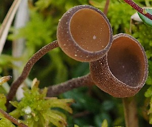  (Myriosclerotinia caricis-ampullaceae - GAJ.19497)  @11 [ ] by-nc (2024) Juuso Äikäs Unspecified