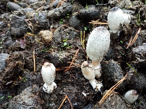  (Coprinus sterquilinus - GAJ.19508)  @11 [ ] by-nc (2021) Päivi Saikkonen Unspecified