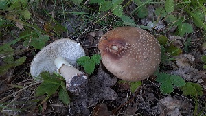  ( - GAJ.19512)  @11 [ ] by-nc (2024) Laura Tarvainen Unspecified