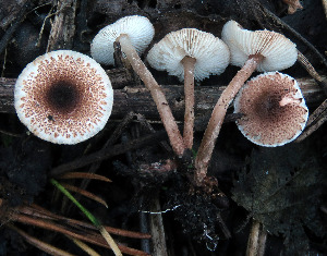  (Lepiota setulosa - GAJ.19560)  @11 [ ] by-nc (2024) Jarkko Korhonen Unspecified