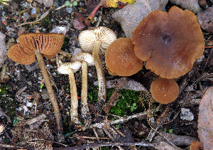  (Naucoria amarescens - GAJ.19563)  @11 [ ] by-nc (2024) Jarkko Korhonen Unspecified