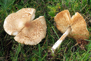  (Lepiota oreadiformis - GAJ.19568)  @11 [ ] by-nc (2024) Jarkko Korhonen Unspecified