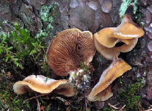  (Crepidotus pini - GAJ.19573)  @11 [ ] by-nc (2024) Jarkko Korhonen Unspecified