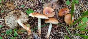  ( - GAJ.19581)  @11 [ ] by-nc (2024) Anne Hirvonen Unspecified