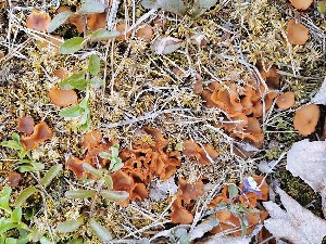  (Stromatinia rapulum - GAJ.19582)  @11 [ ] by-nc (2020) Hannu Kärkkäinen Unspecified