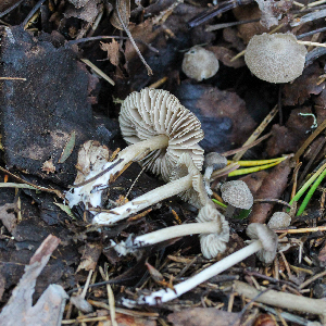  (Entoloma resutum - GAJ.19613)  @11 [ ] by-nc (2024) Tapio Kekki Unspecified
