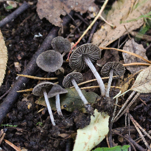  (Entoloma dysthales - GAJ.19615)  @11 [ ] by-nc (2024) Tapio Kekki Unspecified