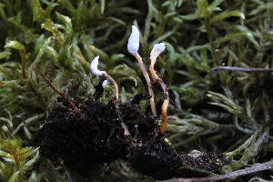  (Cordyceps farinosa - GAJ.19627)  @11 [ ] by-nc (2024) Tapio Kekki Unspecified