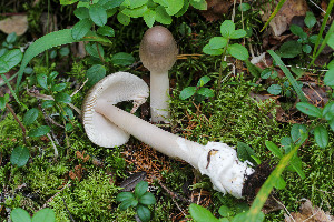  ( - GAJ.19669)  @11 [ ] by-nc (2022) Tapio Kekki Unspecified