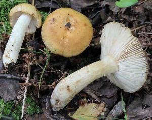  (Russula fluvialis - GAJ.19686)  @11 [ ] by-nc (2021) Tapio Kekki Unspecified