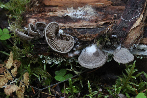  (Entoloma byssiseda - GAJ.19711)  @11 [ ] by-nc (2019) Tapio Kekki Unspecified