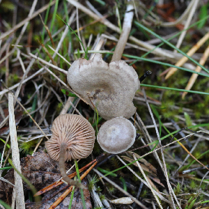  (Entoloma muscoalpinum - GAJ.19718)  @11 [ ] by-nc (2019) Tapio Kekki Unspecified