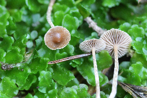  (Deconica phyllogena - GAJ.19733)  @11 [ ] by-nc (2019) Tapio Kekki Unspecified