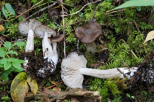  (Entoloma lupinum - GAJ.19778)  @11 [ ] by-nc (2014) Tapio Kekki Unspecified