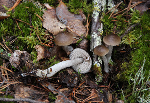  ( - GAJ.19780)  @11 [ ] by-nc (2014) Tapio Kekki Unspecified