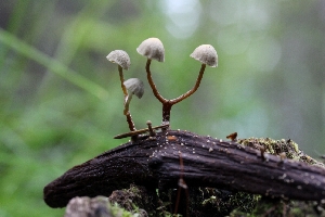  (Deconica subfusispora - GAJ.19783)  @11 [ ] by-nc (2013) Tapio Kekki Unspecified