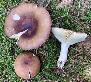  (Russula serissima - GAJ.19791)  @11 [ ] by-nc (2024) Tero Taipale Unspecified