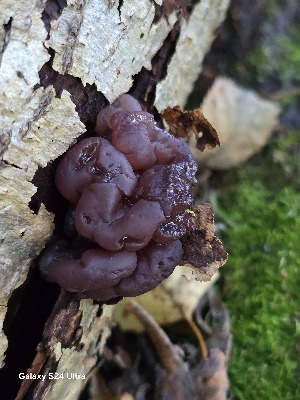  ( - GAJ.19813)  @11 [ ] by-nc (2024) Anne-Mari Enne Unspecified