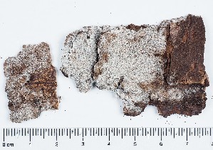  ( - GAJ.5655)  @11 [ ] by-nc (2019) Marko Mutanen University of Oulu