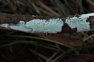  (Amylocorticium udicola - GAJ.7533)  @11 [ ] by-nc (2018) Hannu Lehtonen Unspecified