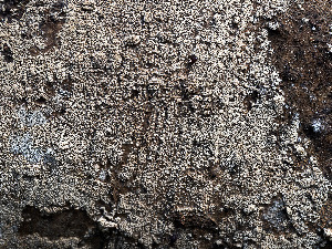  (Thanatephorus ochraceus - GAVA.330)  @11 [ ] by-nc (2022) Teppo Helo Unspecified